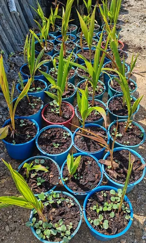 Plantas De Coco Para Sembrar
