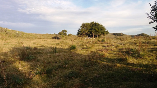 Imagen 6 de 30 de Campo 142 Hectareas Ganadero Forestal Lavalleja