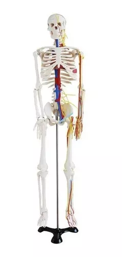 Esqueleto Anatomía Humana Modelo Clásico De Venas Y Nervios