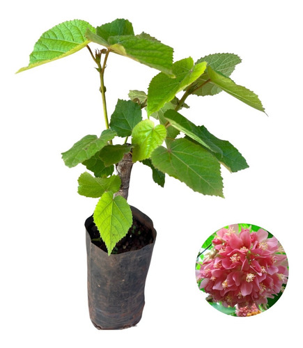 Muda De Astrapéia Rosa - Dombeya Wallichii