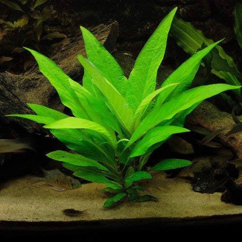 10 Tallos De Hygrophila Corymbosa, Planta De Acuario