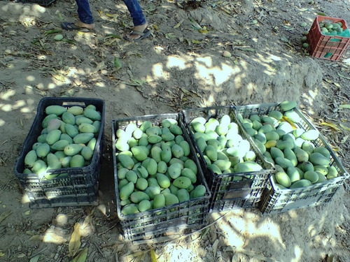 Imagen 9 de 10 de Pulpa De Mango Manila La Perla De Los Rios Cont. Neto 12pz
