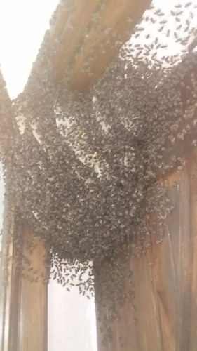 Imagen 2 de 10 de Abejas Colmenas Enjambres Avispas