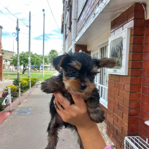 Cachorro Yorkshire Terrier 