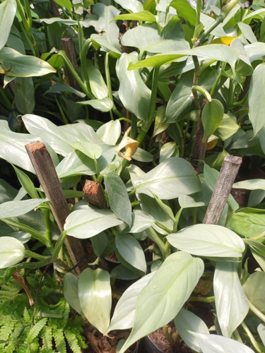 Imagen 2 de 10 de Plantas De Interior Philodendron, Potus, Pothos, Cordatum
