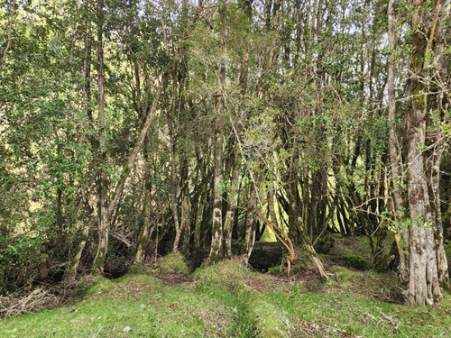 Terreno Orilla Rio Maullin Y Ruta V60 Ideal Pesca Inversion