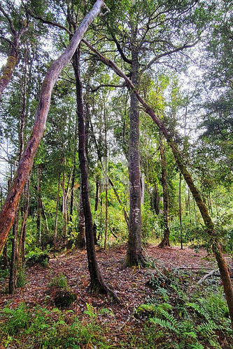 Cabaña En Parcela Con Hermoso Bosque Nativo En Puerto Varas