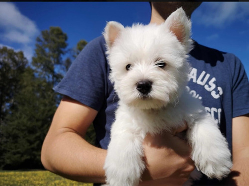 West Highland White Terrier Kcc