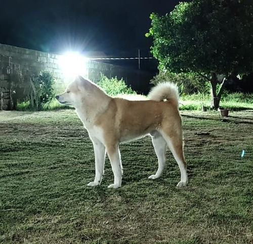 Cachorros Akita Inu