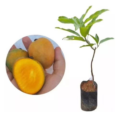 Muda De Manga Ubá Enxertada- Mangifera Indica Ideal P/ Suco