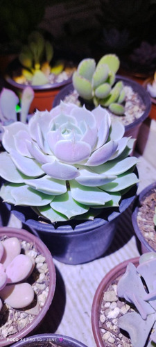 Suculenta