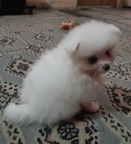 Lulu Da Pomerânia