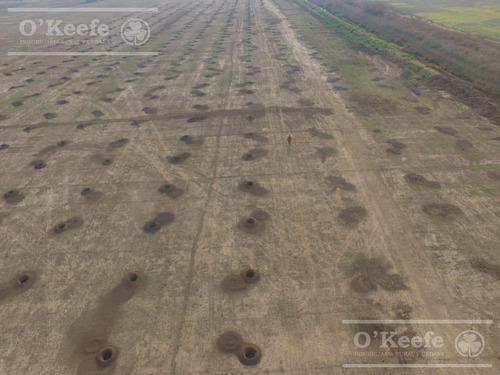 Imagen 3 de 26 de Chacra En Venta En San Nicolas De Los Arroyos - Plantación De Nuez Pecan En Producción