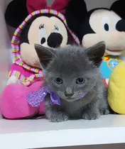 Comprar Gatitos Azul Ruso Puros  Divinos Únicos Hipoalergenicos