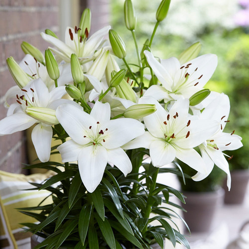 Imagen 2 de 10 de Bulbos De Lilium X1 Bulbo Asiático/oriental Alto/enano Impor