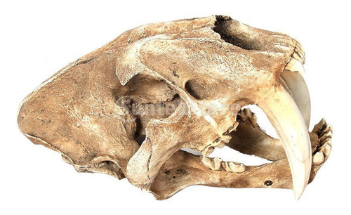 Craneo En Resina Smilodon Saber Tooth Tigre De 33 Cm