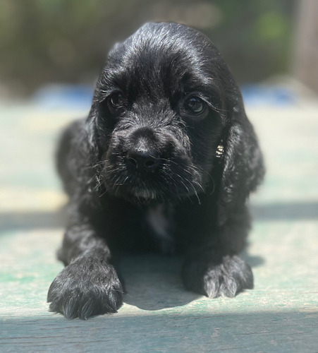 Cachorros Cocker Spaniel Ingles