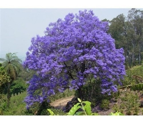 Muda De Jacarandá Mimoso