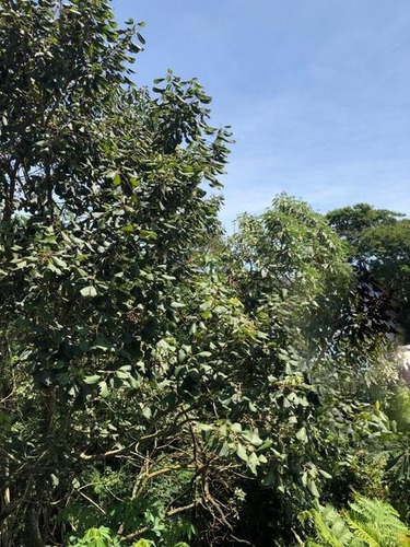 Terreno À Venda, 761 M² Por R$ 290.000,00 - Golf Village - Carapicuíba/sp - Te0035