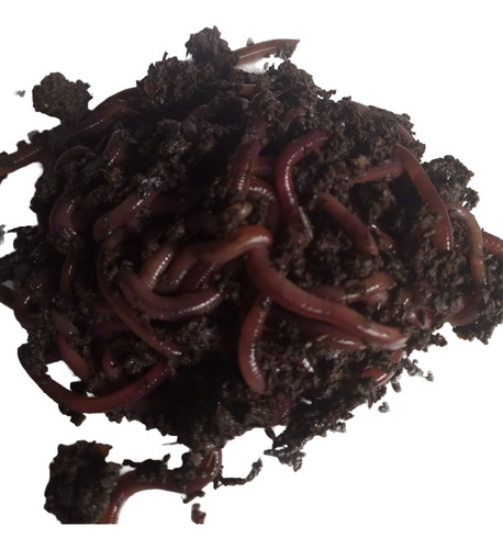 1.000 Unid Minhoca Violetas Do Himalaia ( Compostage )