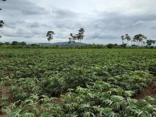 Excelente Terreno En Arroyo Hondo La Vega Financiamiento Disponible El 70% 