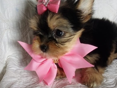 Yorkshire Terrier Fêmea Mini 