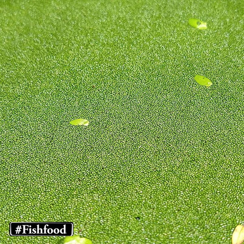 Imagem 6 de 6 de Porção Azolla-e-wolffia-brasiliens Planta Aquatica Flutuante