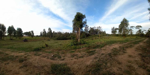 Imagem 11 de 12 de Chácara Em Eucaliptos, Fazenda Rio Grande/pr De 20000m² 1 Quartos À Venda Por R$ 180.000,00 - Ch1510288-s