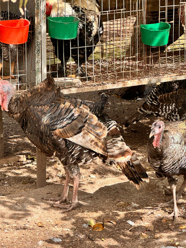 Pavos Mamuts Bronce (Usado)