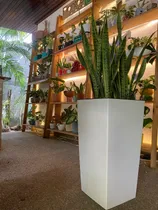 Comprar Macetas Decorativas Con Planta