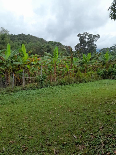 Imagen 23 de 30 de En Venta Finca En Ocumare De La Costa, Aragua