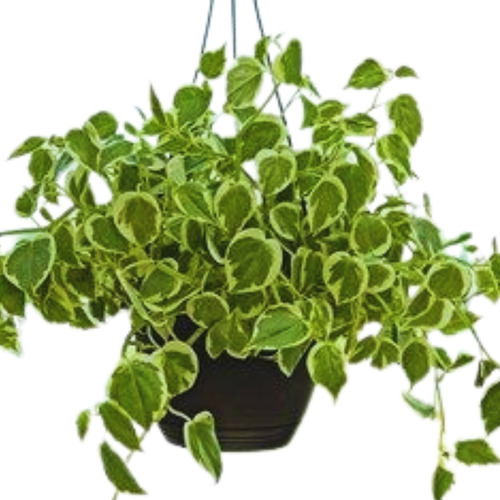 Peperomia Scandens- Ótima Para Jardins Verticais- Feng Shui