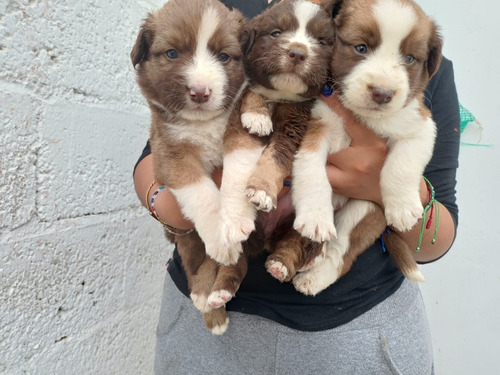 Cachorros Border Collie Chocolate Inscritos Kennel Club