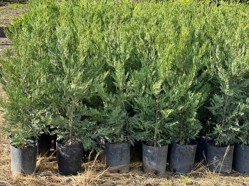 Plantas Para Cerco Vivo Leylandi Pinos Pack X30 Unidades 15mts Pleno Sol Cercos Vivos Perimetrales Vivero Mayorista (Usado)