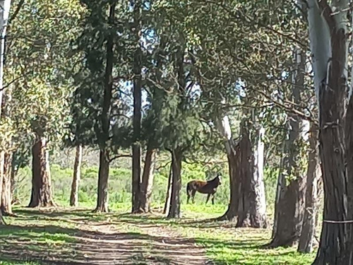Imagen 2 de 21 de Chacra - 47 Has Panamericana Ramal Pilar Km 61