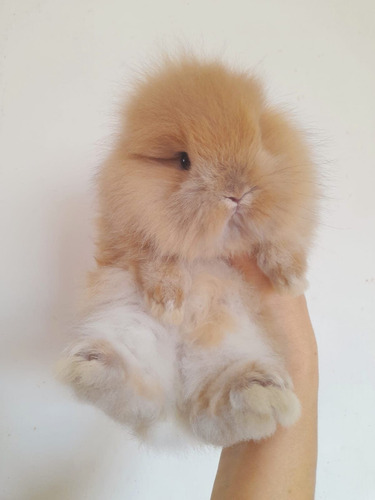 Conejitos Mini Raza Pura Teddy Dwerg Pelo Largo (Usado)