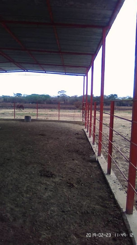 Imagen 6 de 8 de Finca En El Pao, El Baúl, Cojedes, De Oportunidad
