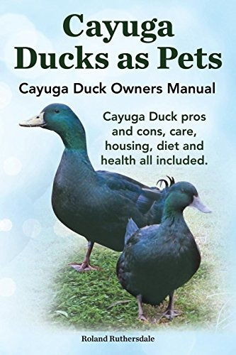 Patos De Cayuga Como Mascotas Manuales De Propietario De Pat