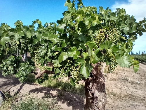 Imagen 13 de 14 de Venta De Finca Con 2 Propiedades 15 Y 6 Hectáreas