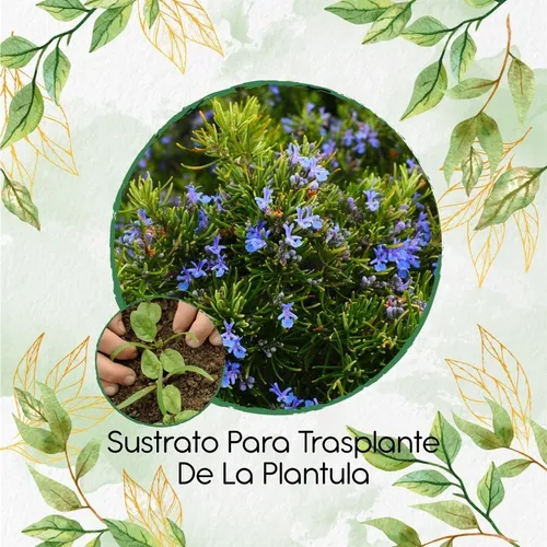 Sustrato Para Trasplante De Romero