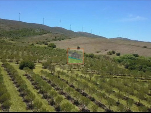 Imagen 3 de 14 de Campo De Olivos 324 Has En Los Caracoles