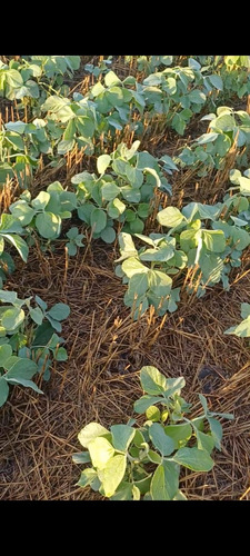 Campo 27 Hectareas Rosario Del Tala Soja Trigo Sorgo
