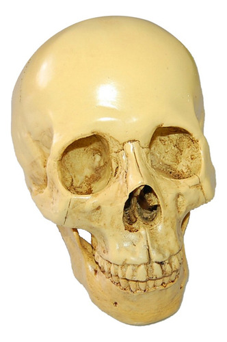 L Simulación De Cráneo Humano De Resina Gótica 1:1