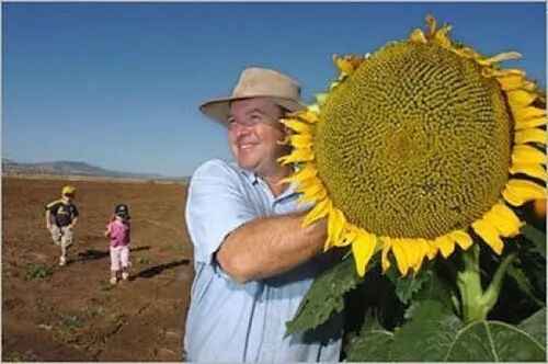 Semillas De Flor Maravilla Girasol Gigante + Guia Cultivo