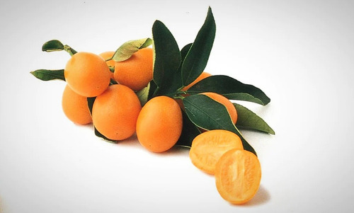 Kumquat Dulce Variedad Meiwa , Naranja Japonesa 1 Metro