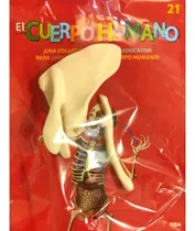 Comprar El Cuerpo Humano (para Armar) 21 Clavicula Y Omoplato Izq, De Varios Es. Plastimodelismo Editorial Fasciculos Coleccionables (ff), Tapa Blister, Edición 1 En Español, 2025