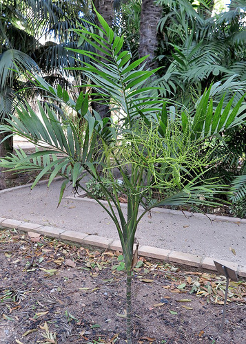 20 Semillas De Palma Chamaedorea Elegans