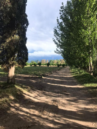 Imagen 3 de 30 de Finca De 62 Ha - General Alvear- Mendoza