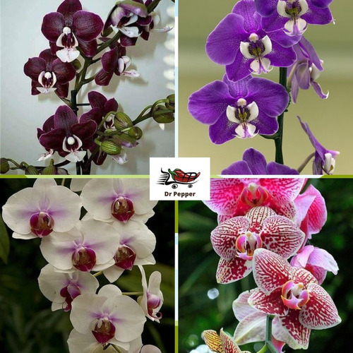 Kit 10 Mudas De Orquídeas Phalaenopsis Promoção Mais Adubo | Parcelamento  sem juros