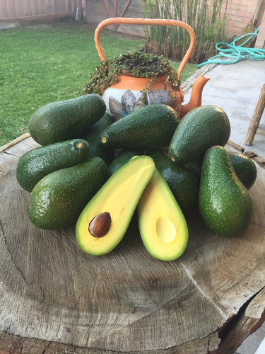 Palta Palto Edranol Árbol Frutal Injertado